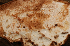 Fuscopostia leucomallella