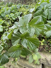 Angelica hirsutiflora