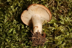 Gerhardtia leucopaxilloides