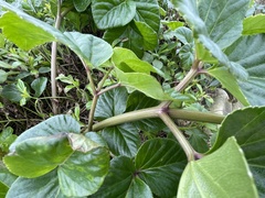 Angelica hirsutiflora