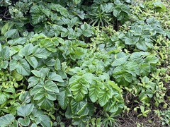 Angelica hirsutiflora