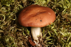 Gerhardtia leucopaxilloides