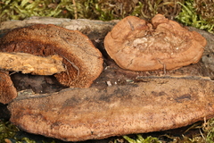 Gloeophyllum trabeum