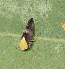 Brunotartessus fulvus