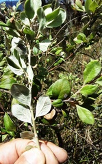 Grevillea mucronulata