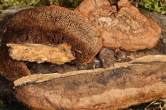 Gloeophyllum trabeum