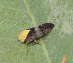 Brunotartessus fulvus