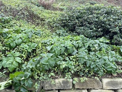 Angelica hirsutiflora