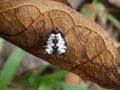 Micrathena saccata