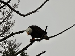 Haliaeetus leucocephalus