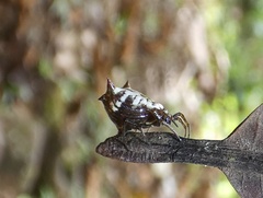 Micrathena saccata