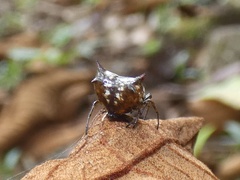 Micrathena saccata