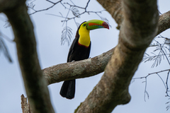 Ramphastos sulfuratus image