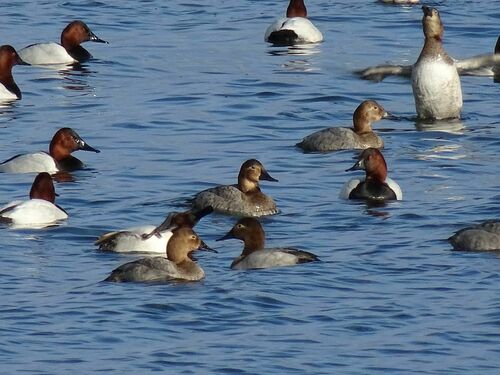 Canvasback, photo 8 of 8