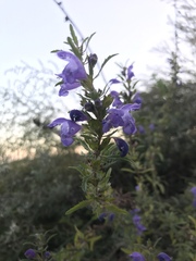 Dracocephalum moldavica