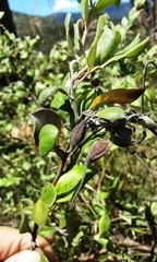Grevillea mucronulata