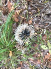 Liatris compacta