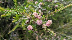 Melaleuca squamea