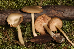 Entoloma albidum
