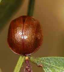 Dicranosterna semipunctata