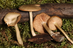 Entoloma albidum
