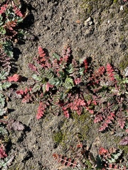 Erodium