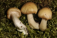 Entoloma bicolor