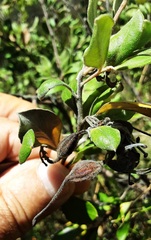 Grevillea mucronulata