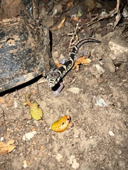 Coleonyx mitratus
