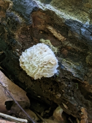 Hypomyces tremellicola