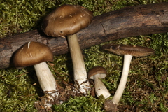 Entoloma griseum