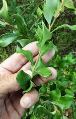 Grevillea mucronulata