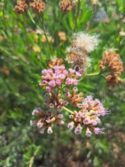 Tessaria absinthioides