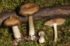 Entoloma griseum