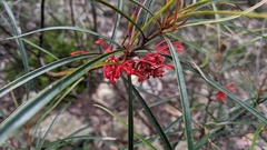 Grevillea dimorpha