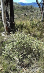 Grevillea mucronulata