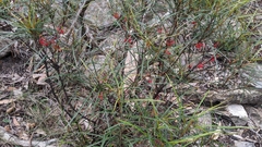 Grevillea dimorpha