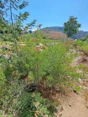 Tessaria absinthioides