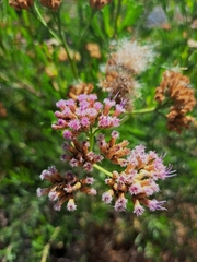 Tessaria absinthioides