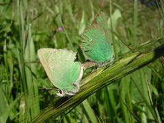 Callophrys dumetorum
