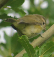 Vireo gilvus
