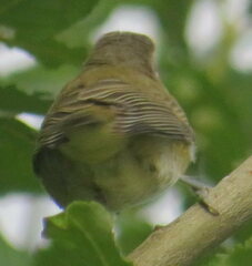 Vireo gilvus
