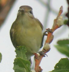 Vireo gilvus