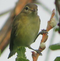 Vireo gilvus