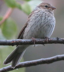 Spizella passerina