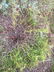 Liatris compacta
