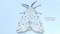 Spilosoma lubricipeda