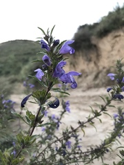 Dracocephalum moldavica
