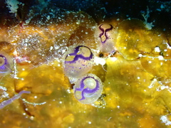 Clavelina