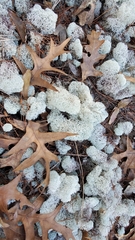 Cladonia evansii